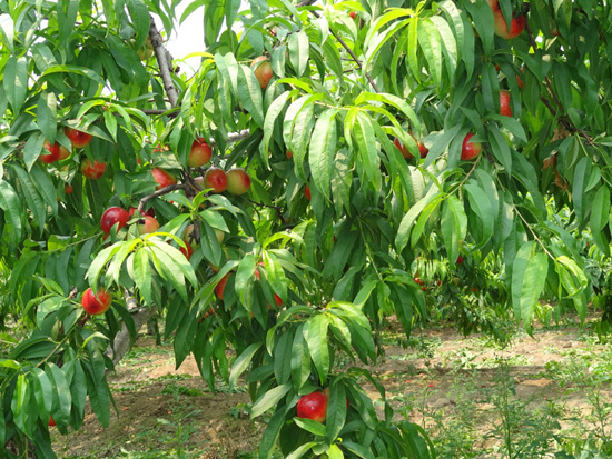 生態(tài)油桃