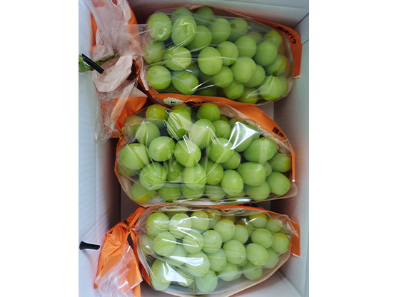 生態(tài)葡萄