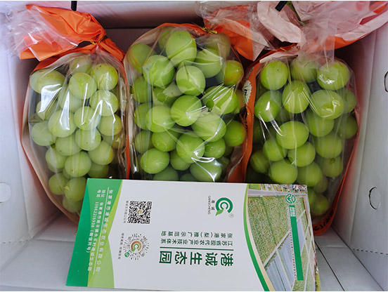 生態(tài)葡萄